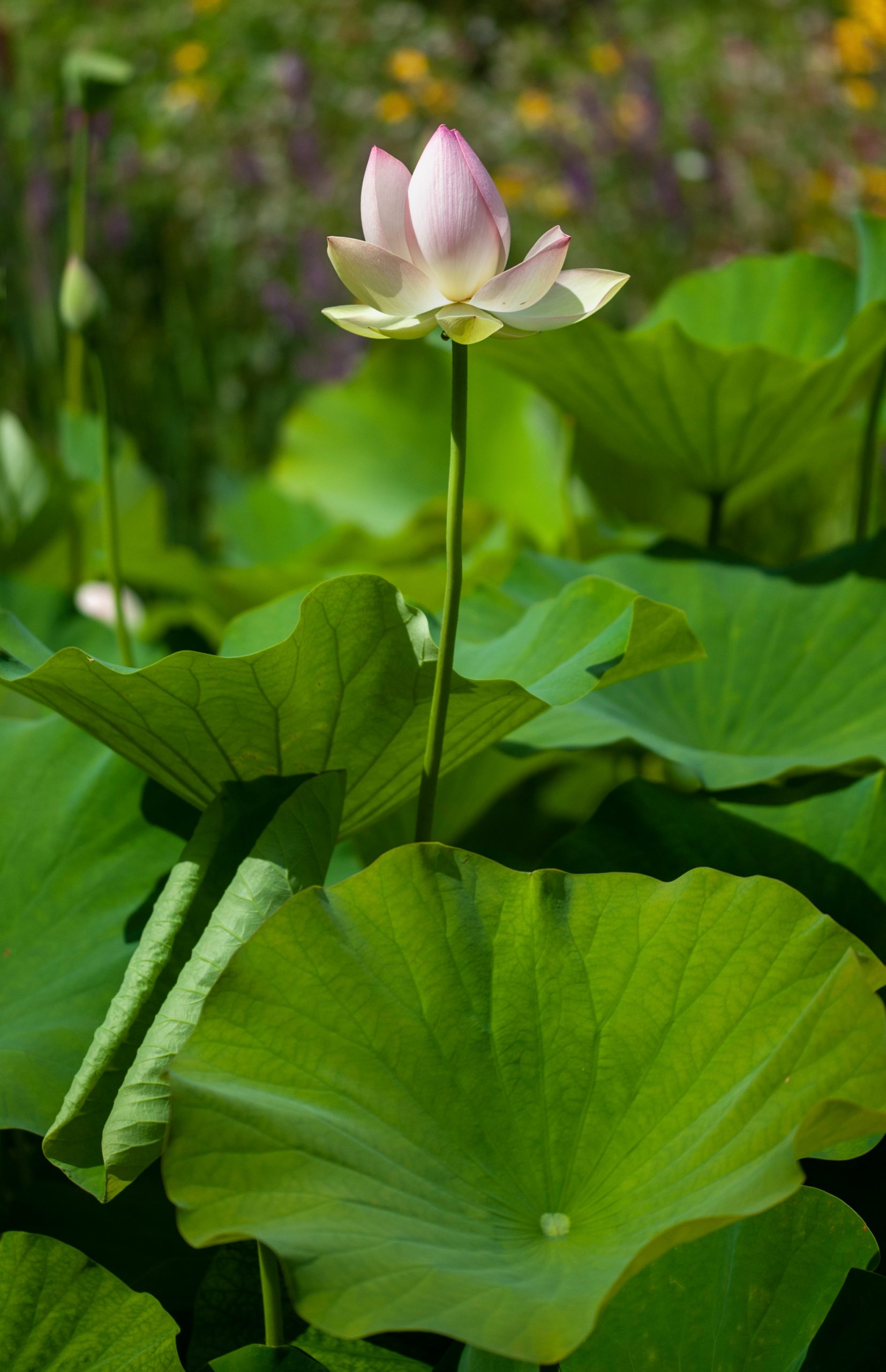 Fleur-de-lotus